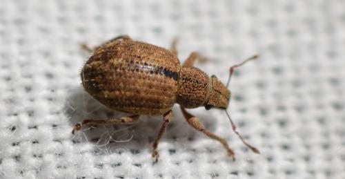 Réf. 349 091 : Strophosoma melanogrammum